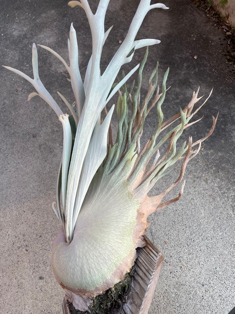 とし　ビカクシダ　veitchii wild Australia子株他2株 Amazon.co.jp: P. veitchii wild Australia ビカクシダ ベイチー 子株